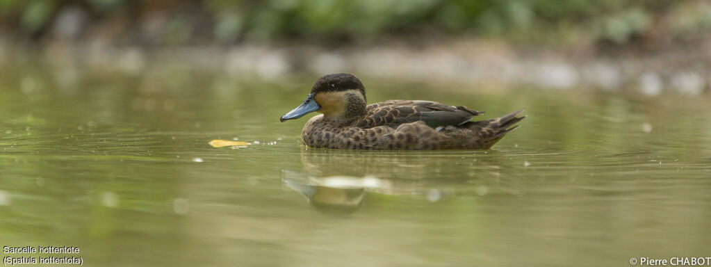 Hottentot Teal