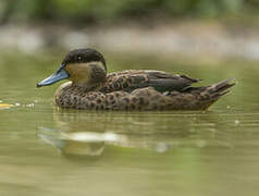 Blue-billed Teal