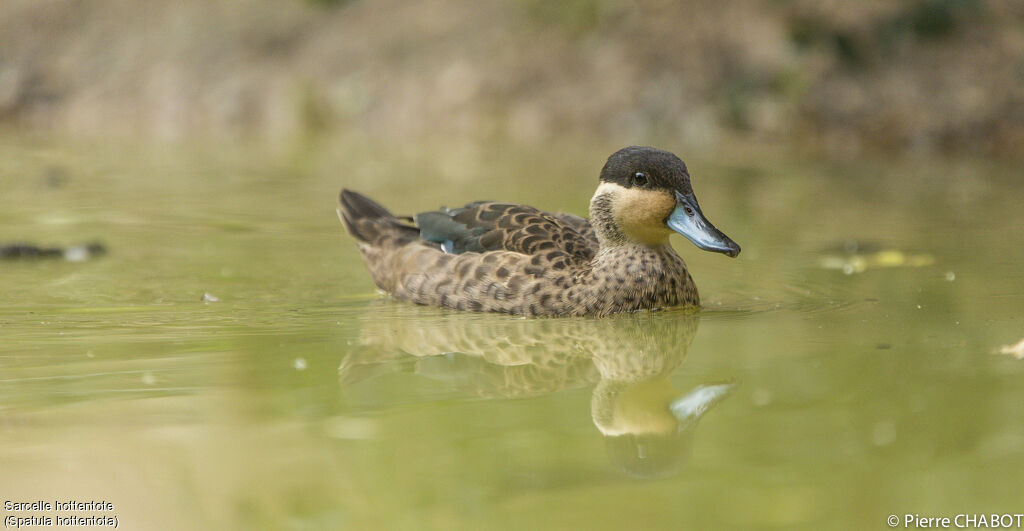 Blue-billed Teal