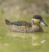 Blue-billed Teal