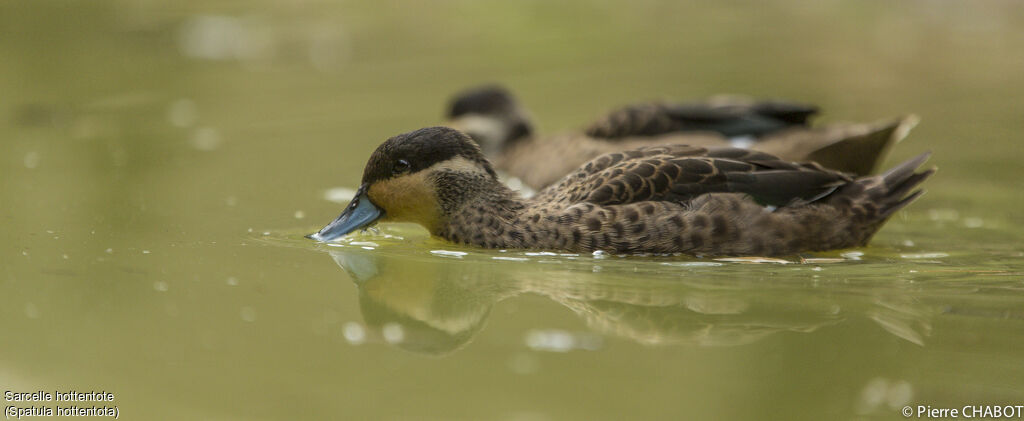 Hottentot Teal