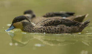 Blue-billed Teal