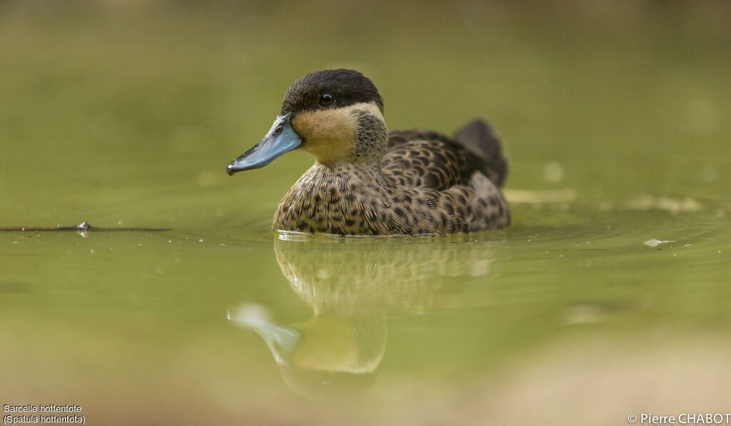 Hottentot Teal