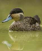 Blue-billed Teal