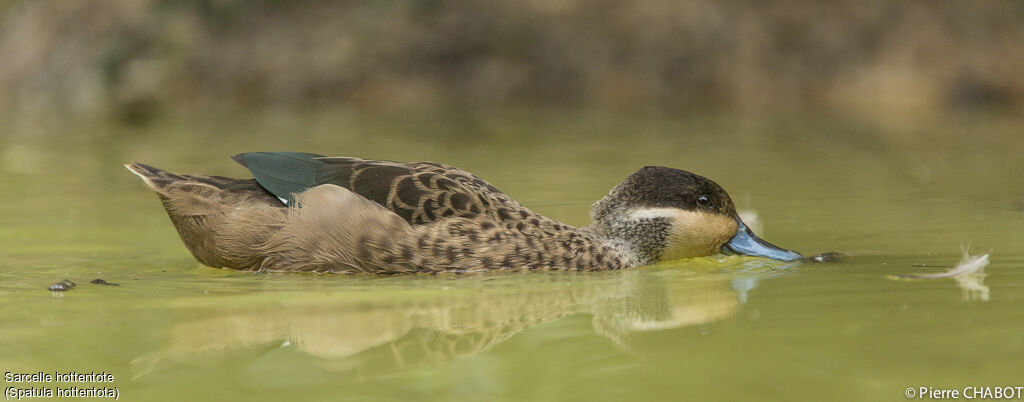 Blue-billed Teal