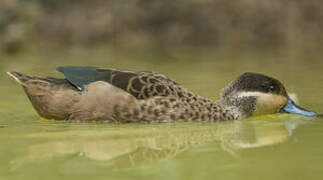 Blue-billed Teal