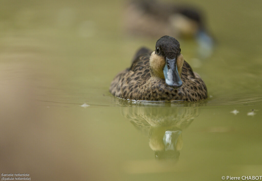 Blue-billed Teal