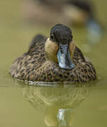 Hottentot Teal