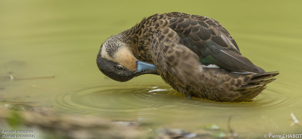 Hottentot Teal