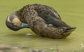 Hottentot Teal