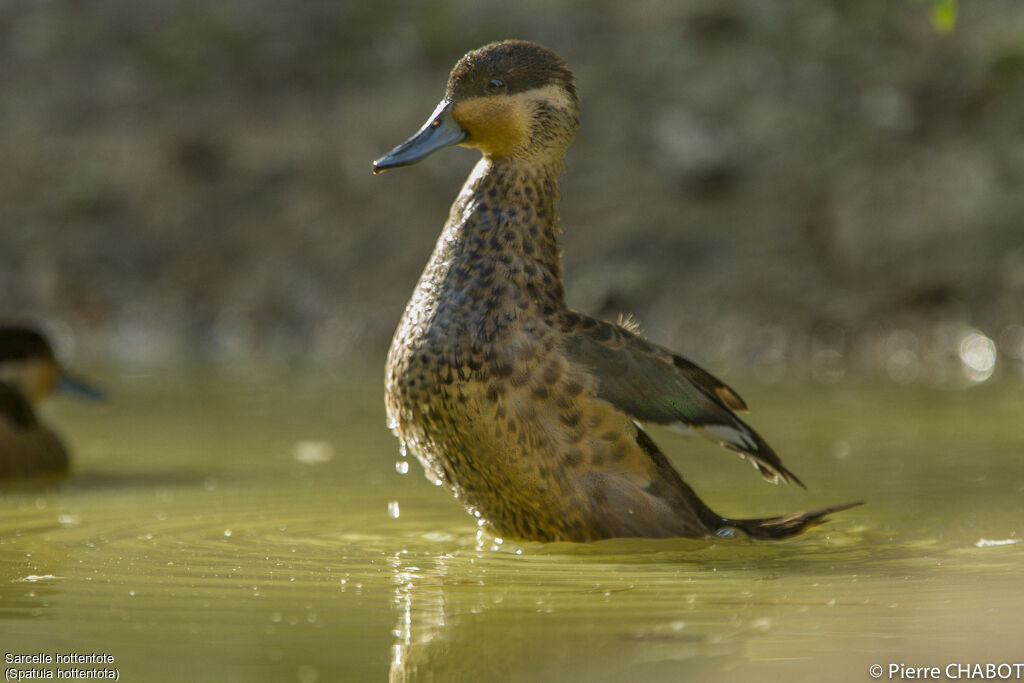 Hottentot Teal