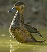 Blue-billed Teal