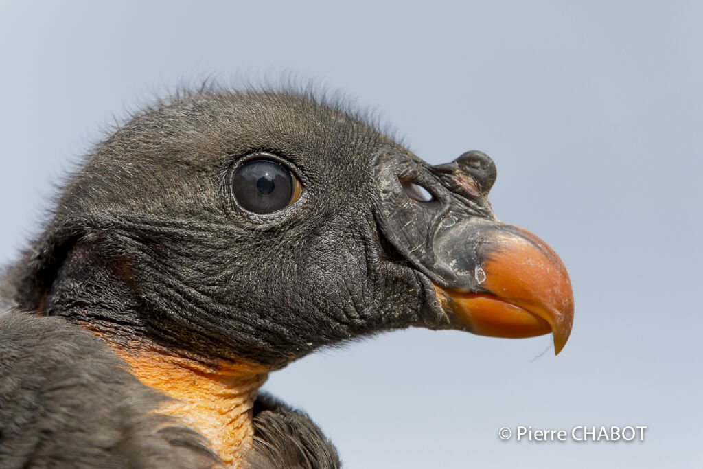 King Vulture