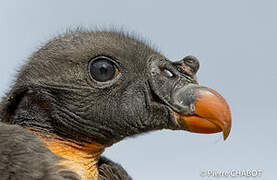 King Vulture