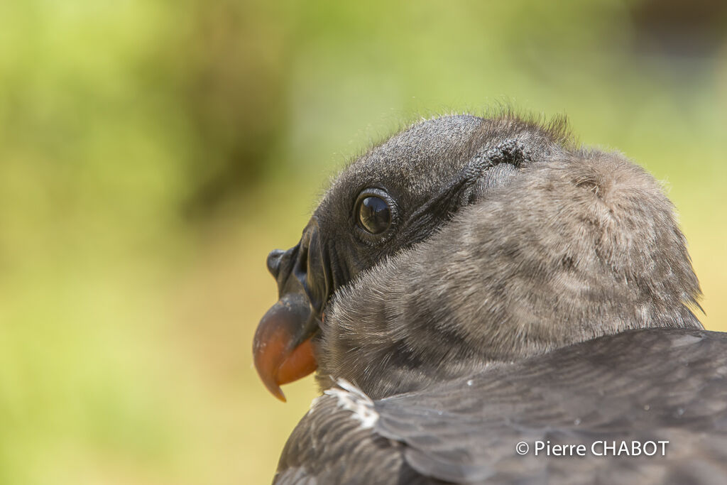 King Vulture