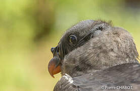 King Vulture