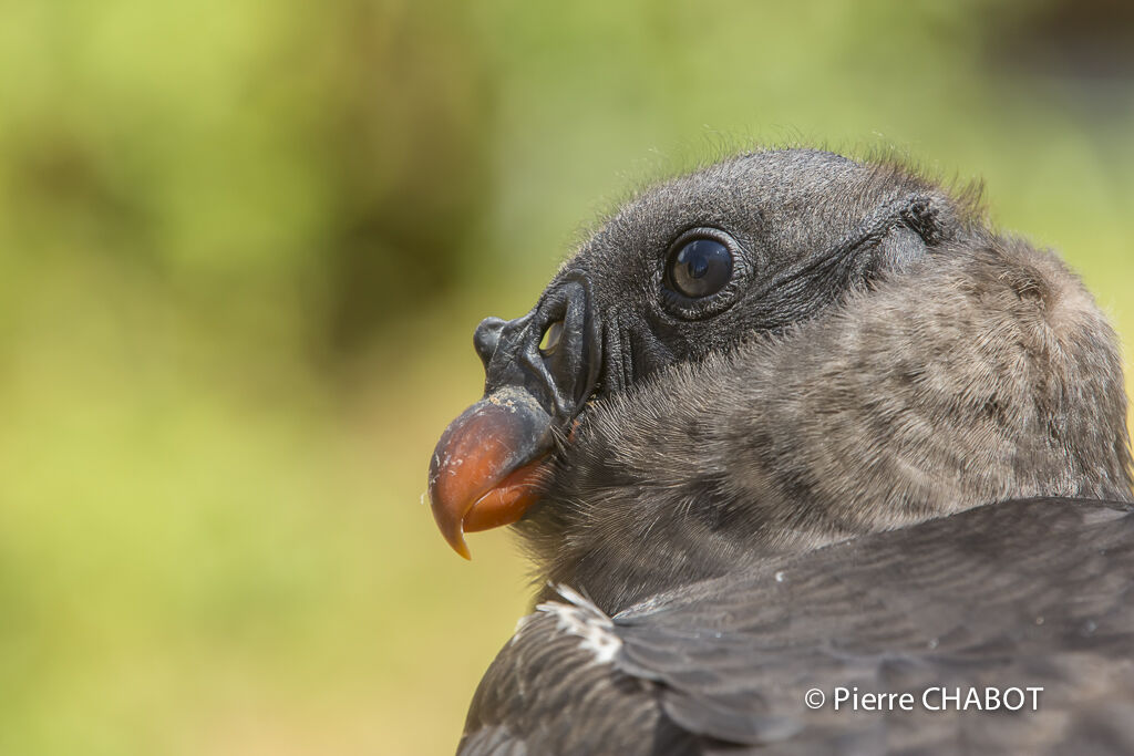 King Vulture