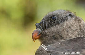 King Vulture