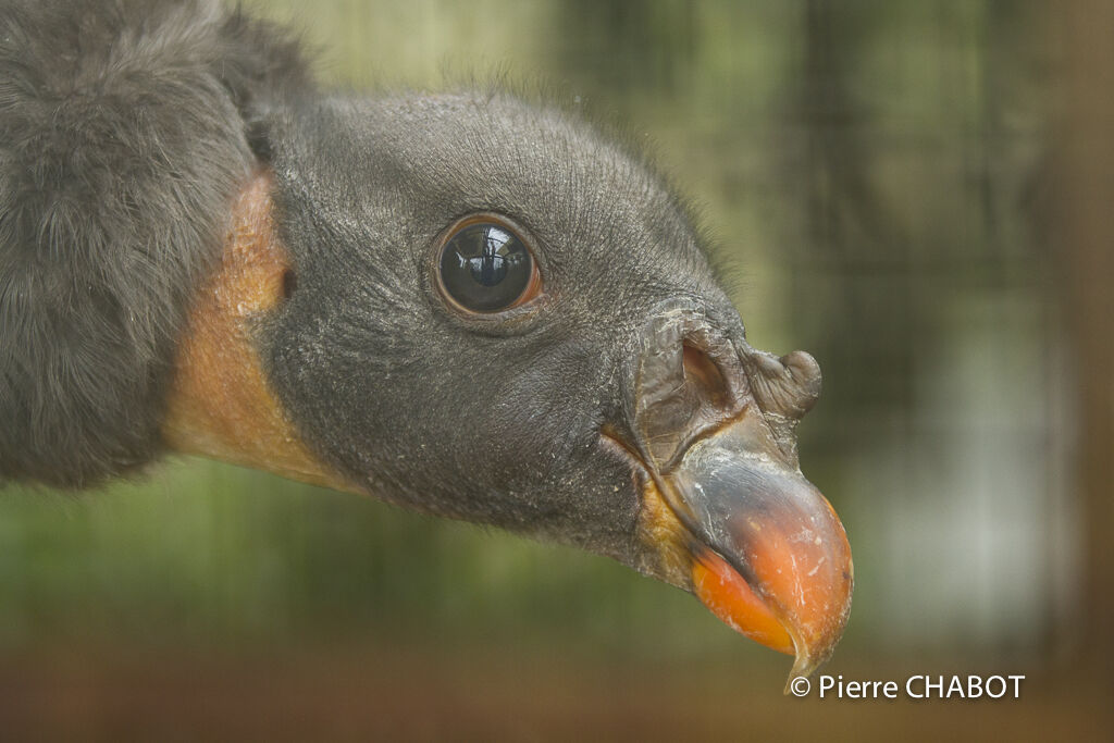 King Vulture