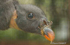 King Vulture