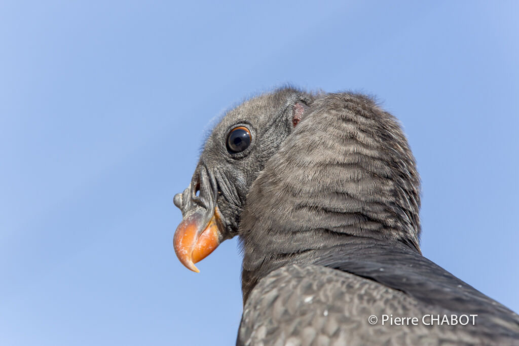 King Vulture