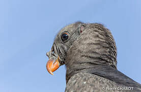 King Vulture