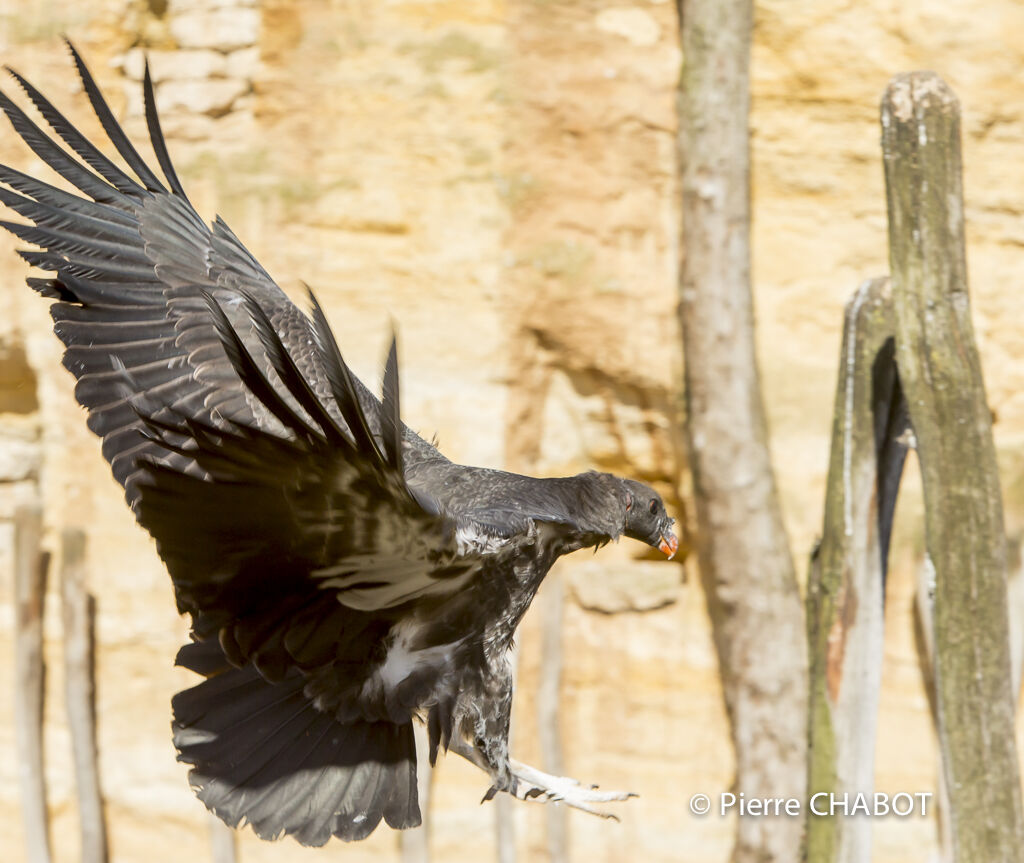 King Vulture