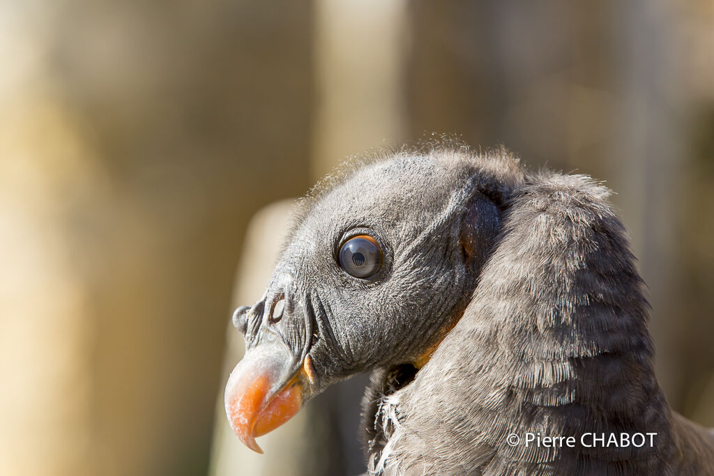 King Vulture