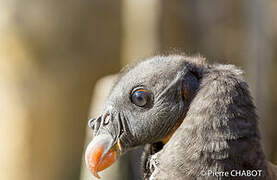 King Vulture