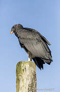 King Vulture