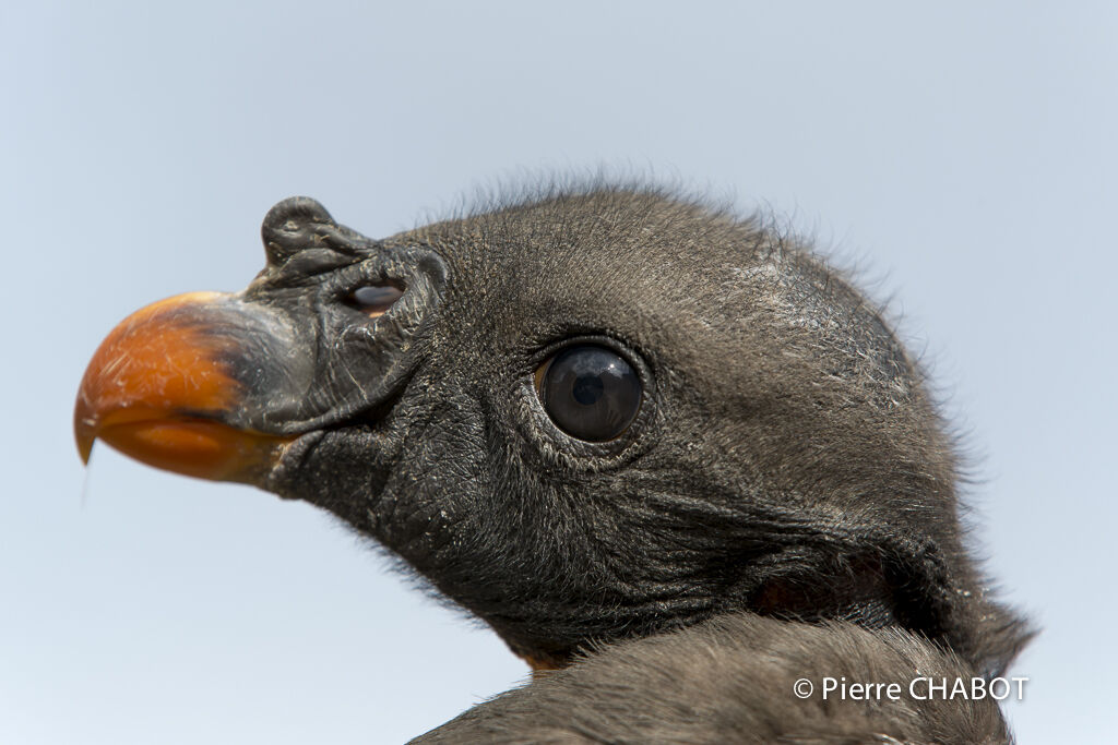 King Vulture