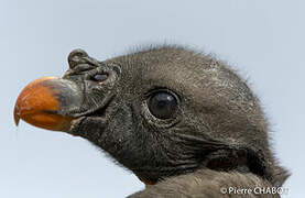 King Vulture