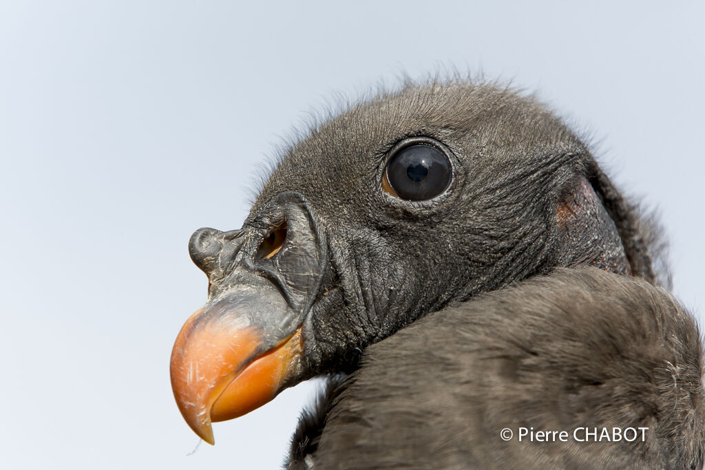 King Vulture