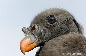 King Vulture