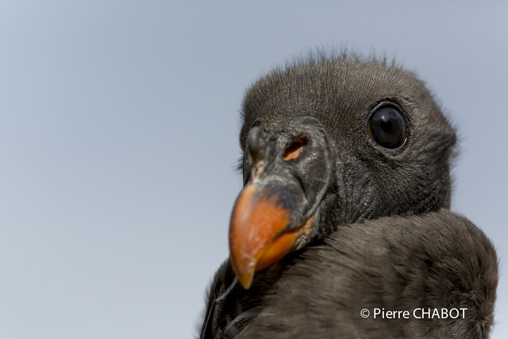 King Vulture