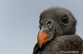 King Vulture