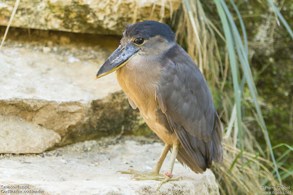 Boat-billed Heron