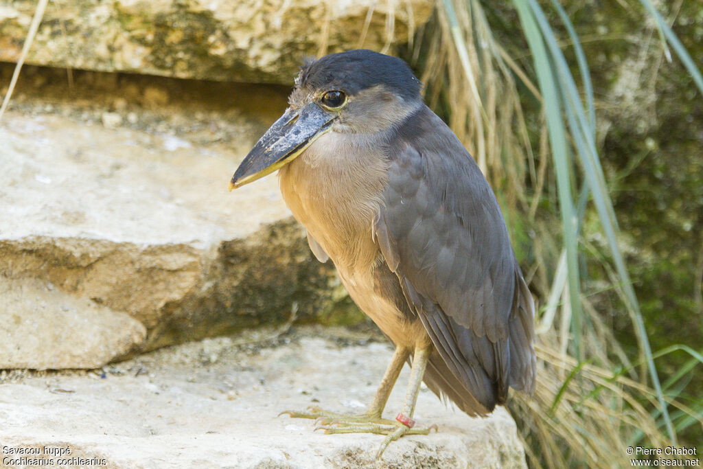 Boat-billed Heron