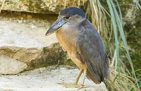 Boat-billed Heron