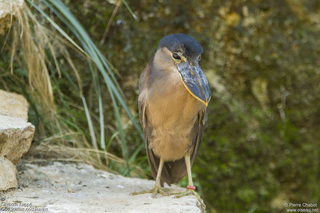 Boat-billed Heron