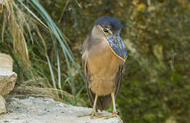 Boat-billed Heron