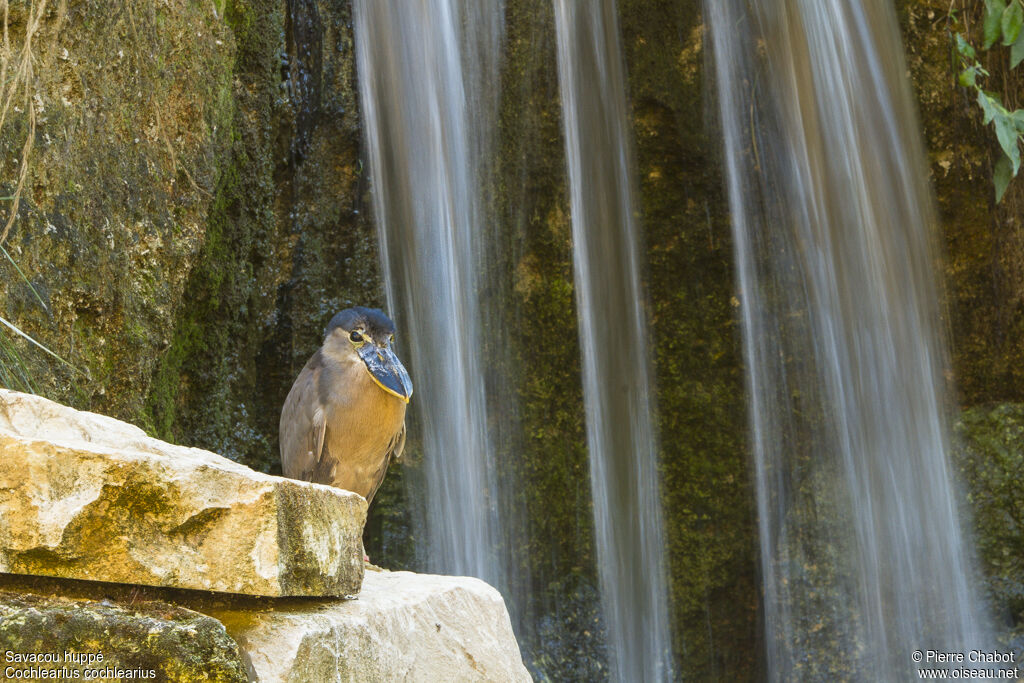 Boat-billed Heron