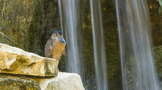 Boat-billed Heron