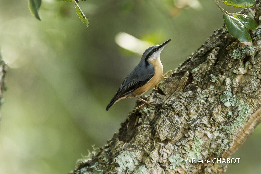 Eurasian Nuthatch