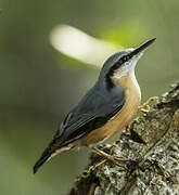 Eurasian Nuthatch