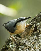 Eurasian Nuthatch