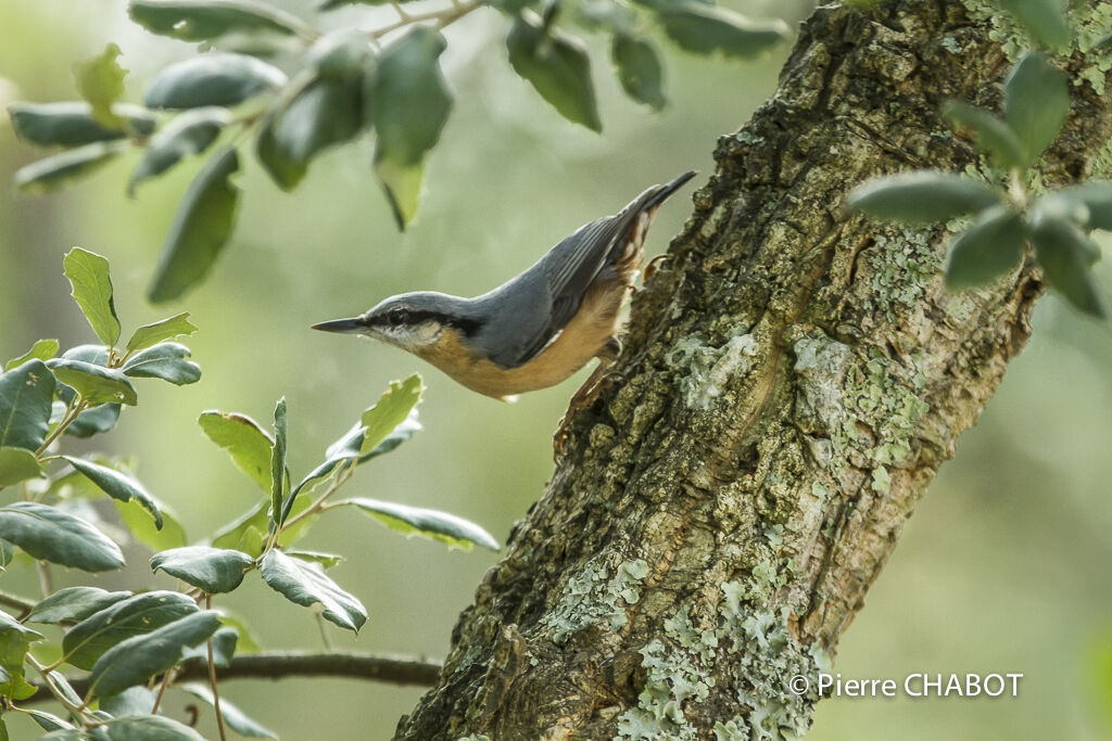 Eurasian Nuthatch