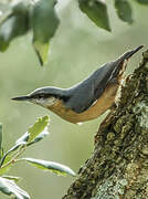 Eurasian Nuthatch