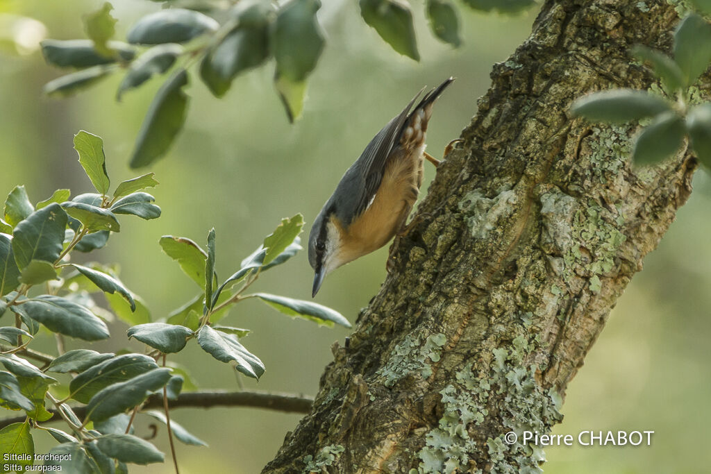 Eurasian Nuthatch