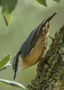 Eurasian Nuthatch